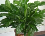 26. Floor Plants can be sent for many occasions. Such as New Business, Congratulations, Sympathy etc.