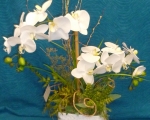 29. Silk White orchids in ceramic pot